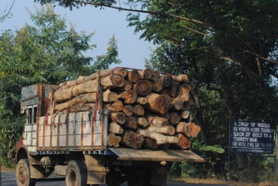 Police arrested one smuggler, huge amount of timber seized